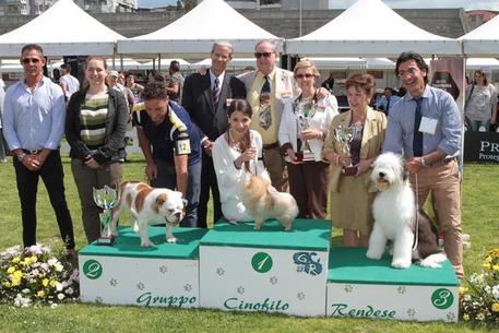 Uno spitz nano è il cucciolo dell'anno - 