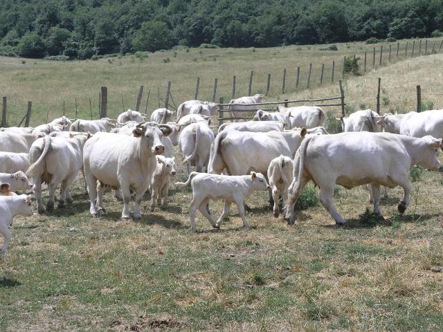 Sequestrato allevamento con tubercolosi bovina - 