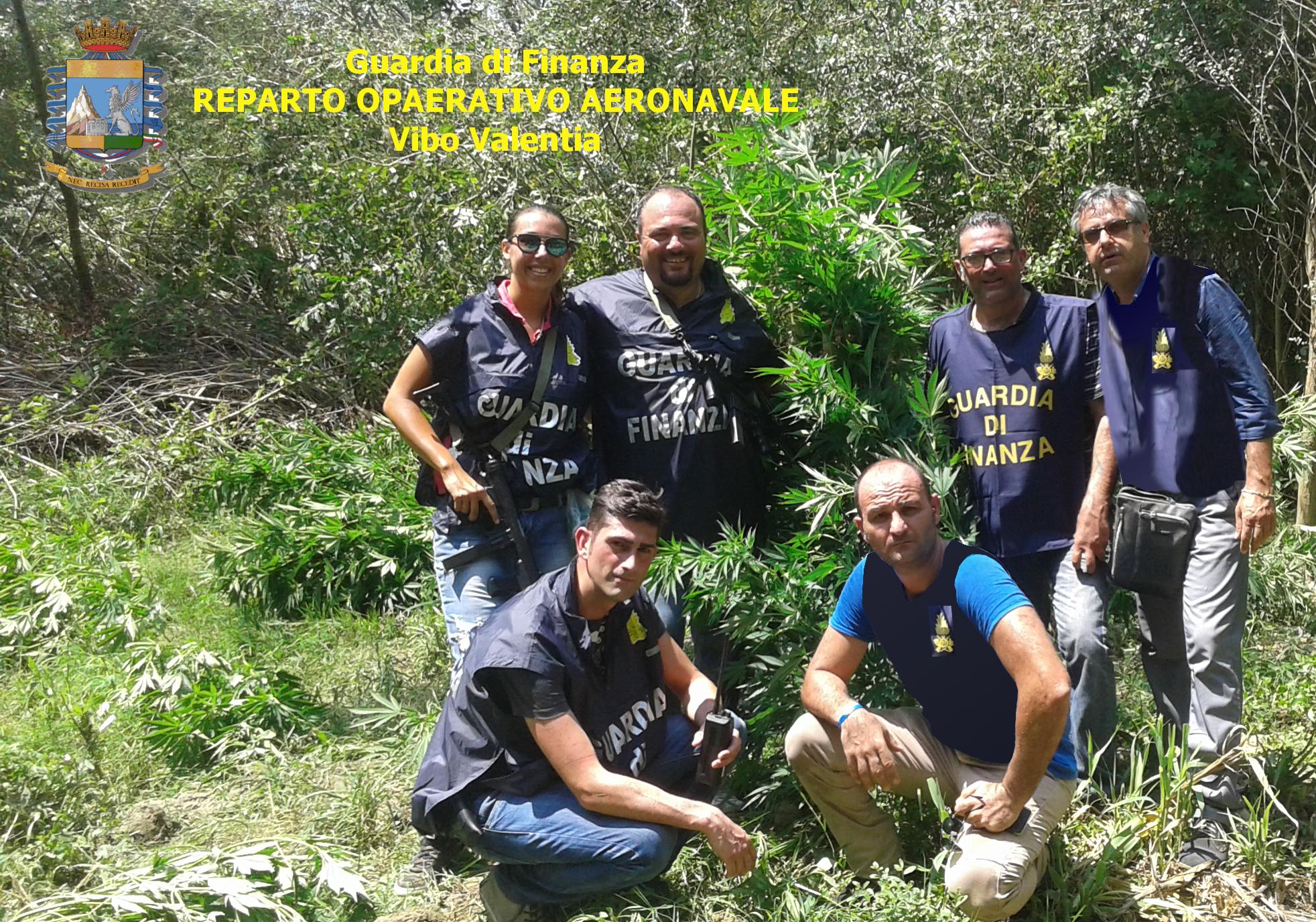 GDF: SEQUESTRATE 7.500 PIANTE DI CANAPA INDIANA - 