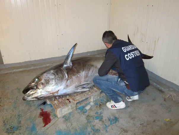 OPERAZIONE 'NETS AND FISHES': 11 MILA METRI DI RETI ILLEGALI ED OLTRE 400 TONNELLATE DI PRODOTTI ITTICI SEQUESTRATI E SANZIONI PER CIRCA 42 MILA EURO - 