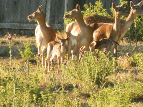 Cuccioli di daino nati in Parco Sila - 