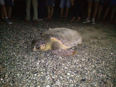 Tartaruga depone uova spiaggia affollata - 