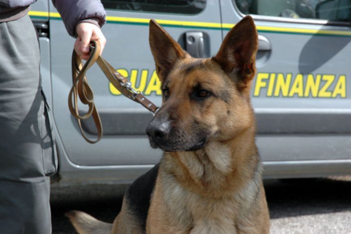 GUARDIA DI FINANZA REGGIO CALABRIA: SEQUESTRATI 210 KG DI DEROGA DALL'INIZIO DELL'ANNO - 