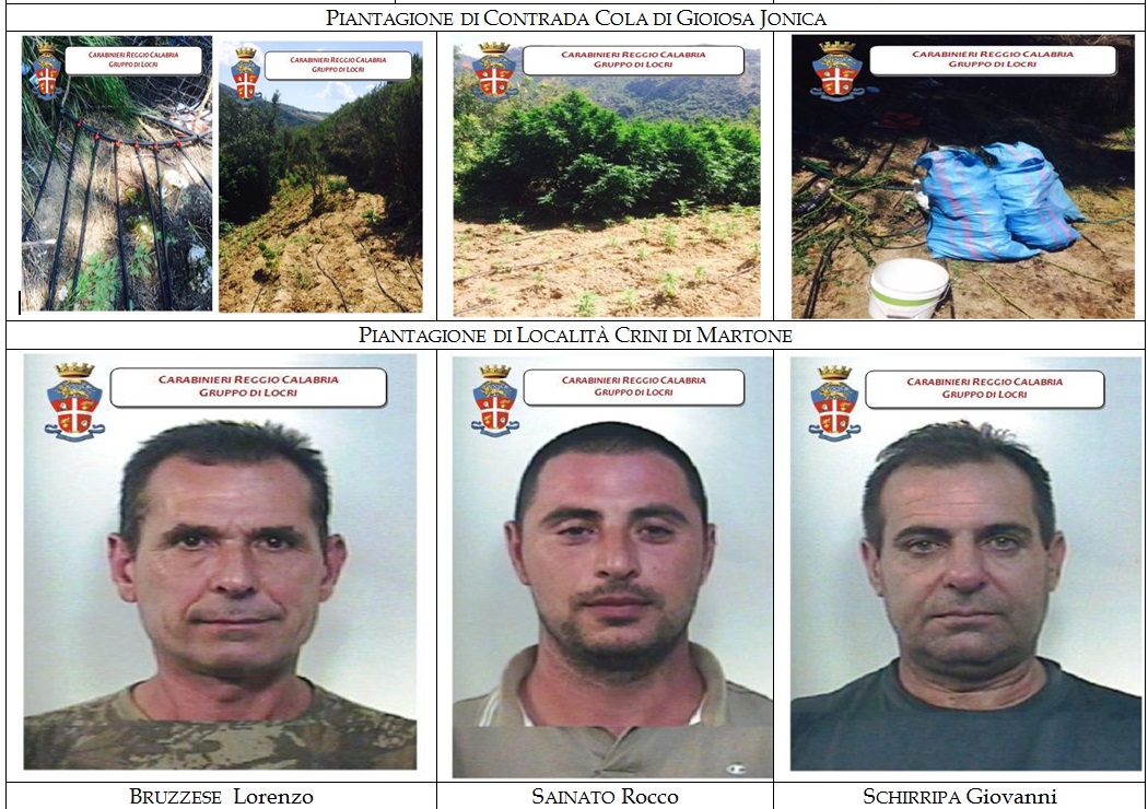  i Carabinieri della Compagnia di Roccella Jonica hanno rinvenuto 2 piantagioni di canapa indiana. Distrutte 2.130 piante, alcune alte fino a 4 metri, sequestrati oltre 92 kg di marijuana. I nomi dei tre arrestati.  - 