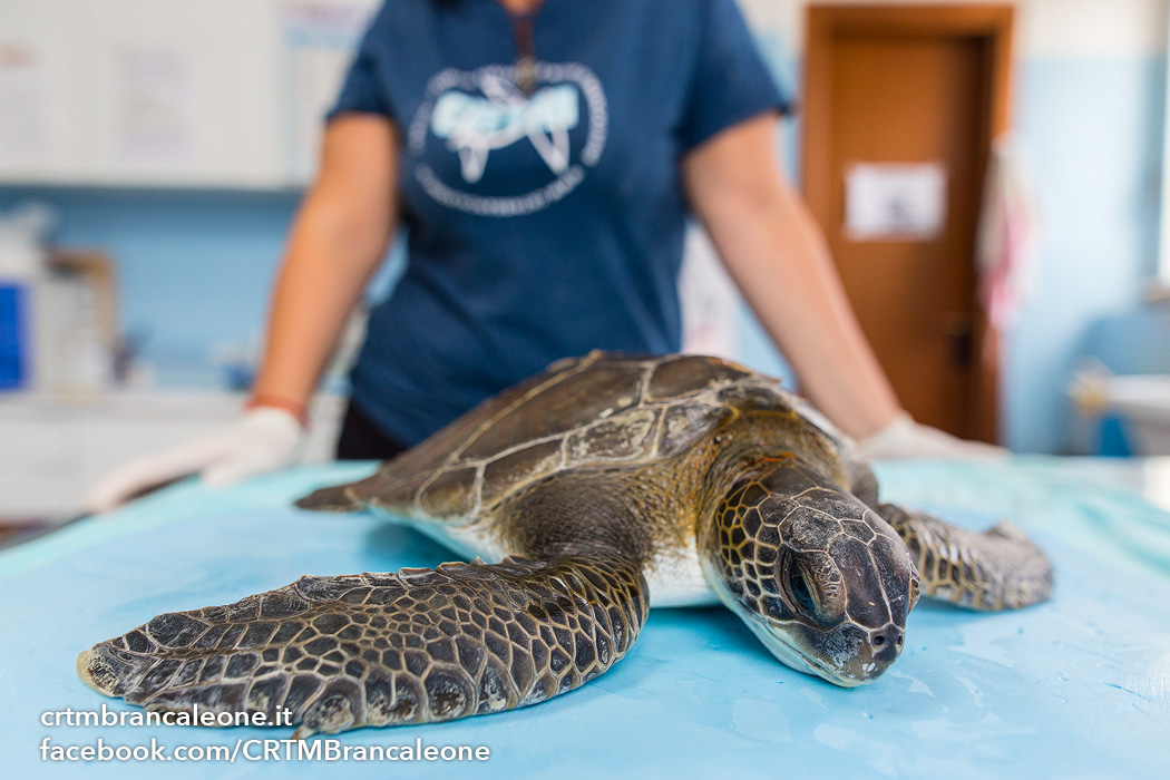 Palizzi: concluso campo Legambiente per tartaruga Caretta. A iniziativa internazionale giovani volontari da tutto il mondo - 