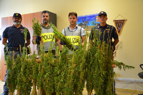 Sequestrate oltre 5.700 piante marijuana in Calabria - 