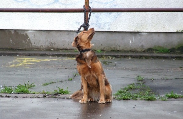 Estate nera per i cani abbandonati, oltre 2mila investiti - 