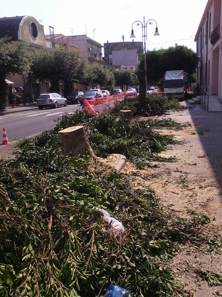 LOCRI: TAGLIATI GLI ALBERI DI VIA MATTEOTTI, E' POLEMICA SUI SOCIAL - 