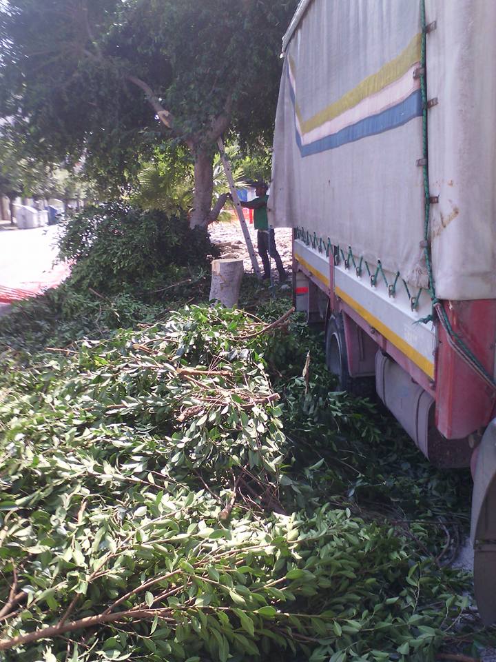 Locri: Taglio alberi in via Matteotti, PD Siamo interdetti e perplessi - 