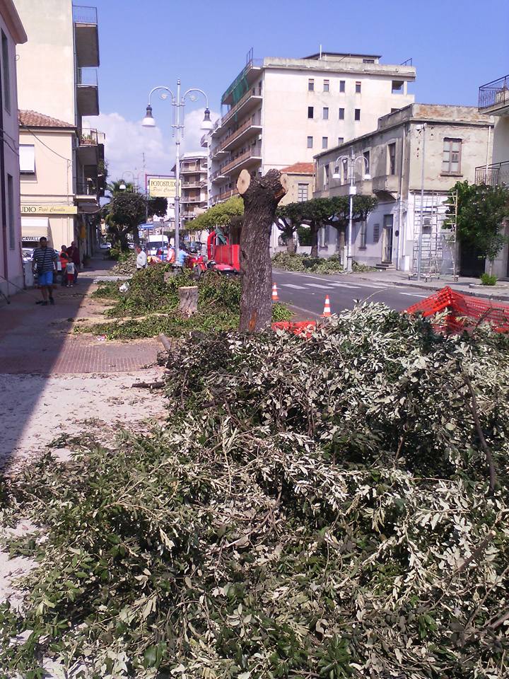 LOCRI, CALABRESE SUL TAGLIO DEGLI ALBERI DI VIA MATTEOTTI: 'UNA SCELTA OBBLIGATA' - 