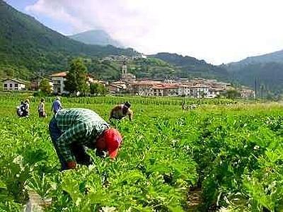 LA REGIONE CALABRIA PRONTA AD EROGARE GLI ANTICIPI AGRICOLI COMUNITARI - 