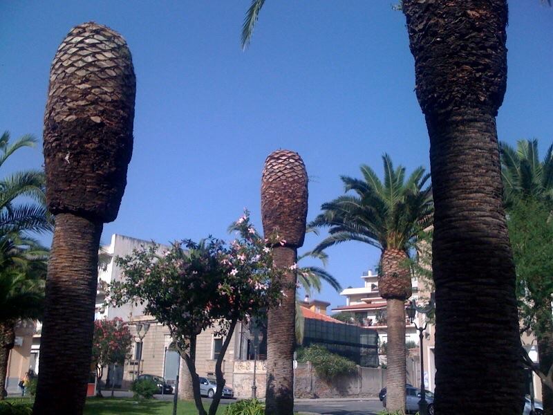 Siderno, torna l'incubo del punteruolo rosso: l'Amministrazione già al lavoro per salvare le palme simbolo della città - 