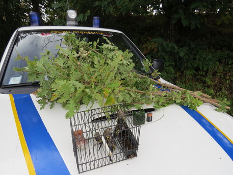 Tentano di catturare cardellini in Parco Sila, denunciati  - 