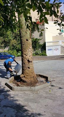 MAMMOLA: AVVIATO 3° TRATTAMENTO CONTRO IL PUNTERUOLO ROSSO DELLE PALME - 