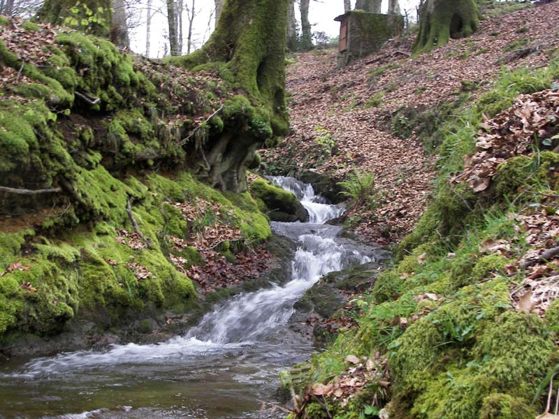 SCOPERTO MANEGGIO ABUSIVO ALL'INTERNO DEL PARCO NAZIONALE D'ASPROMONTE    - 