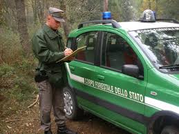 Bloccati mentre abbattono albero di pregio, denunciati - 