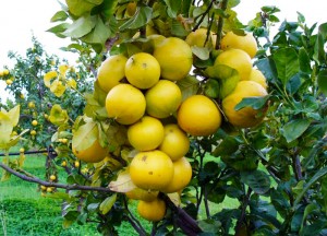 Al via in Calabria un polo turistico del bergamotto - 