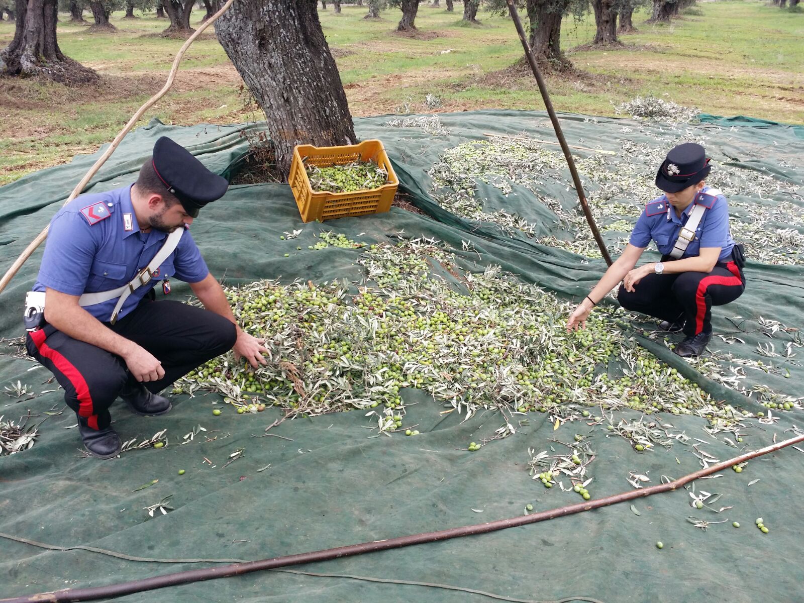 FURTI DI OLIVE: I CARABINIERI ARRESTANO 3 SOGGETTI - 