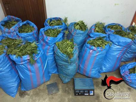 Trovati 161 chili di marijuana, un arresto - 