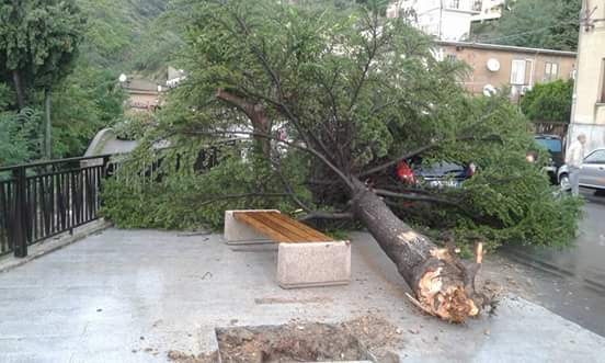 MAMMOLA: IL MALTEMPO HA SRADICATO UN ALBERO DEL CENTRO CITTADINO - 