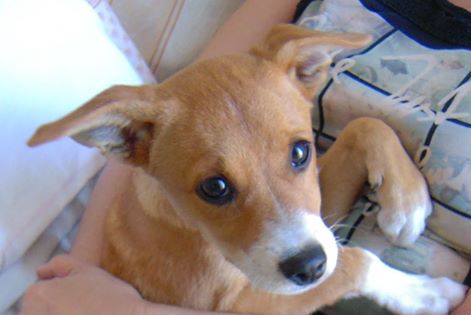 'ANIME RANDAGIE': REGALIAMO UNA CASA AI CANI ABBANDONATI CON UN CLICK, SU CHANGE.ORG  - 