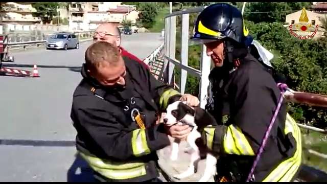 CUCCIOLO DI CANE PRECIPITA IN UNA SCARPATA: SALVATO DAI VIGILI DEL FUOCO - 