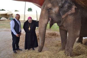 MUORE ELEFANTE DEL CIRCO 'LIDIA TOGNI': ANIMALISTI SUL PIEDE DI GUERRA - 