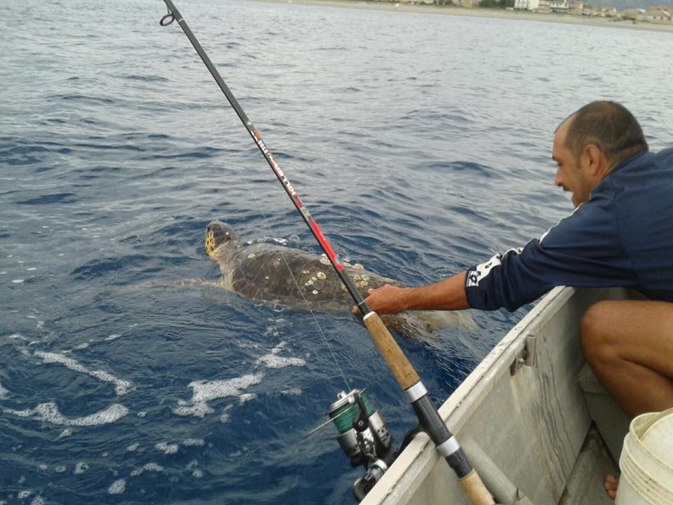 Roccella Jonica: Guardia Costiera libera in mare una Tartaruga Caretta Caretta  - 