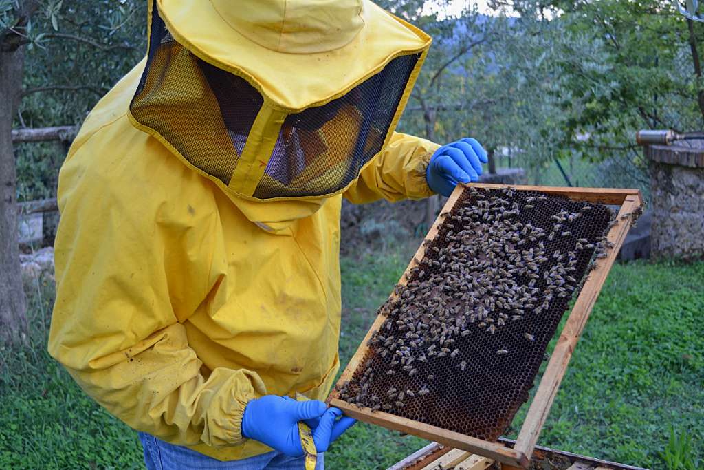 Caulonia: lArsac organizza un corso di base di apicoltura - 