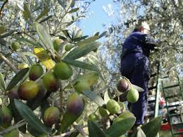 CAULONIA: ANZIANO CADE DA ALBERO MENTRE RACCOGLIE OLIVE E MUORE - 