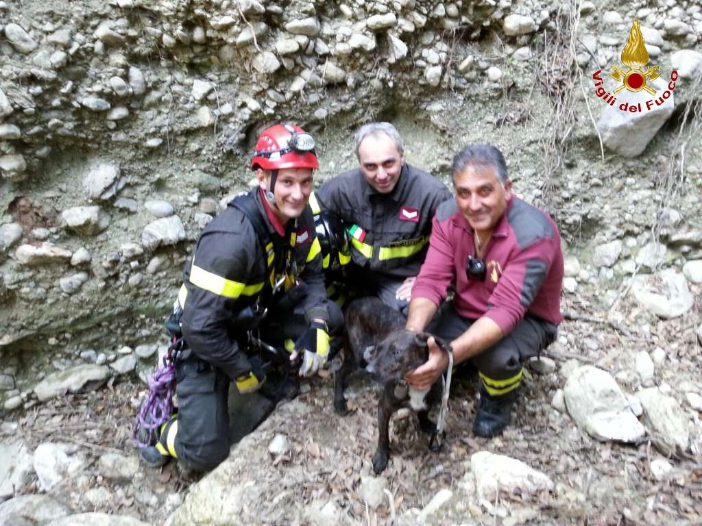 VIGILI DEL FIOCO SALVANO CANE CADUTO IN UNA PROFONDA GOLA - 