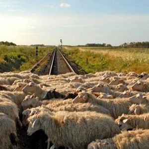 Treno regionale investe gregge di pecore, nessun ferito - 