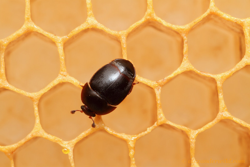 In Calabria è guerra allo scarabeo che sta uccidendo gli alveari e compromettendo la produzione di miele - 