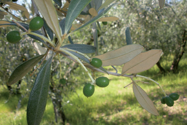 Resti della lavorazione delle olive sul terreno. Un denunciato  - 