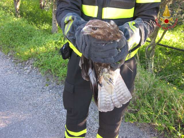 Siderno: i vigili del fuoco recuperano una Poiana, rapace pericoloso - 