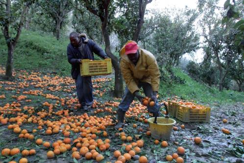 Caporalato: nuova operazione nella Piana di Gioia Tauro - 