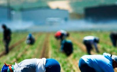 Caporalato: nuova operazione in provincia di Reggio  - 