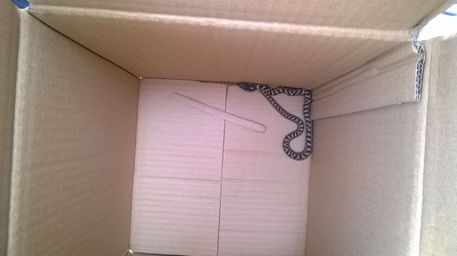 Serpente si aggirava per il centro di Cosenza, catturato - 