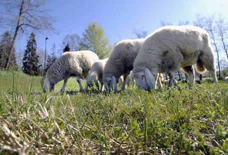 Bova Marina: Capre e pecore al pascolo al cimitero, due denunce  - 