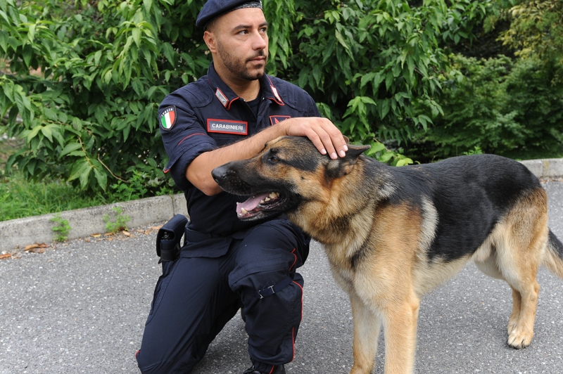 Droga:nascondeva marijuana ma cane Sambo la trova,un arresto - 