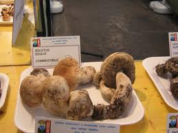 A ROCCELLA IONICA SCENDE IN PIAZZA.. IL FUNGO! 48^ EDIZIONE DELLA MOSTRA MICOLOGICA  - 