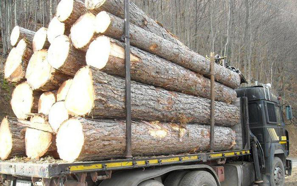 Tagliano pini secolari in Parco Sila, due denunciati - 