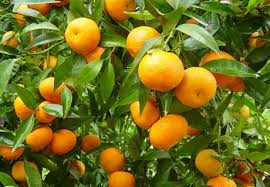 CLEMENTINE SUGLI ALBERI, AGRICOLTORI IN GINOCCHIO - 