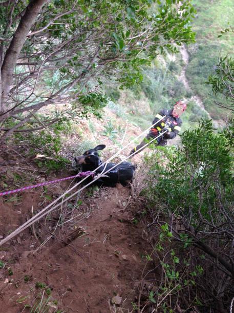 CANI CADONO IN UN BURRONE, SALVATI DAI VIGILI DEL FUOCO - 