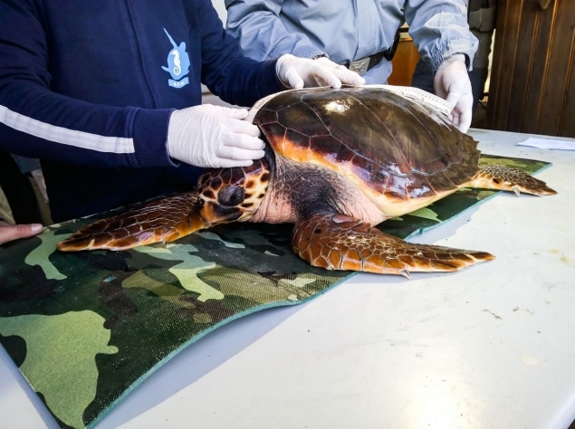 Liberate in mare due tartarughe Caretta-Caretta - 