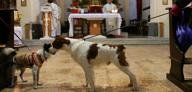 ROCCELLA JONICA: DECINE DI CANI E GATTI PER LA BENEDIZIONE DI SANT'ANTONIO ABATE - 