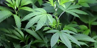 Droga: coltivava marijuana in scuola dismessa, arrestato - 