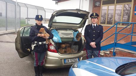 TRASPORTO ILLEGALE DI ANIMALI: 34 CUCCIOLI DI CANE SALVATI DALLA POLIZIA - 