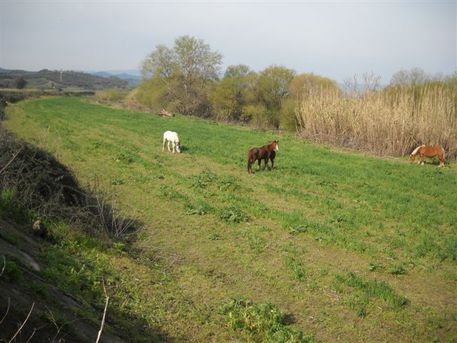 Recinta abusivamente terreno per pascolo cavalli, denunciato - 