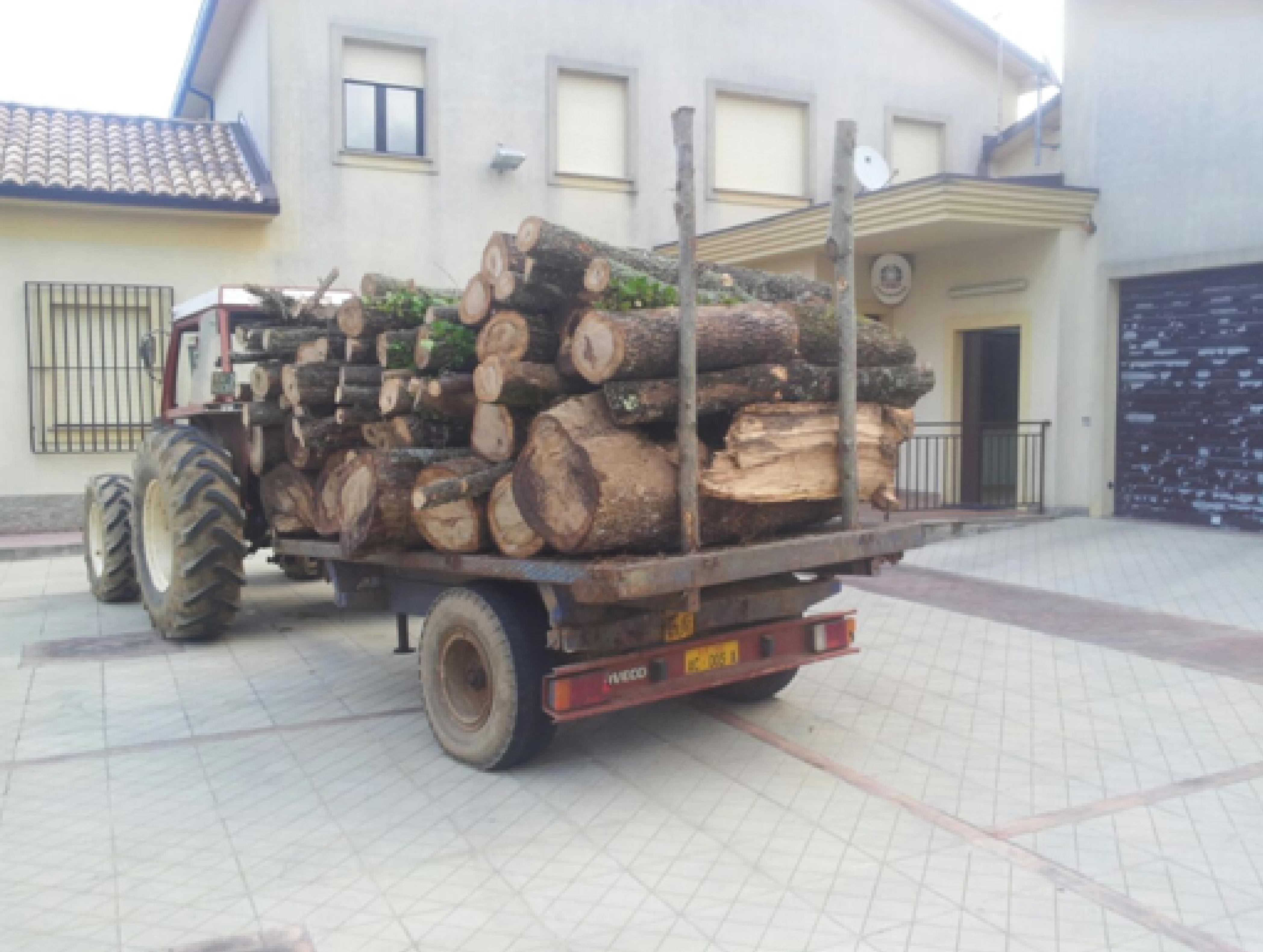 TAGLIAVANO E RACCOGLIEVANO LEGNA: QUATTRO ARRESTI  - 